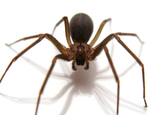 The evolution of venom-expressed gene families in Haplogyne spiders