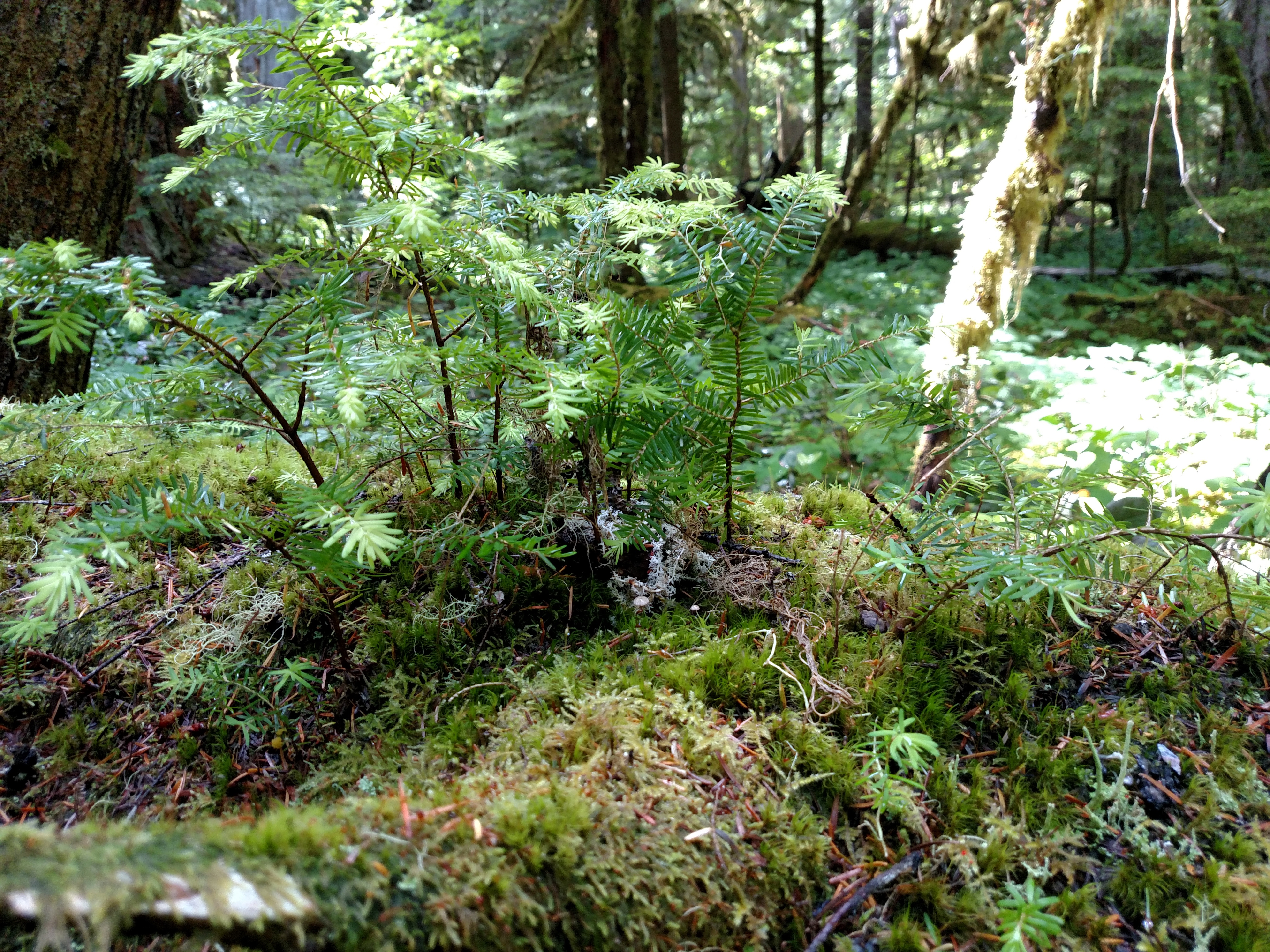 Maintenance of diversity in a temperate old-growth forest