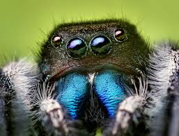 The evolution of venom-expressed gene families in Synspermiata spiders