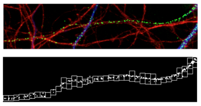 Targeting and Trafficking of Neuromodulatory Proteins in Hippocampal Neurons